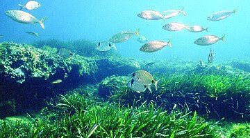 Discovery of the World’s Oldest Living Organism