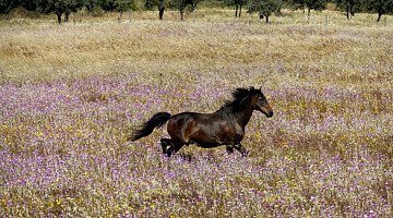 Nuova sezione Proprietà Equestri e Agricole
