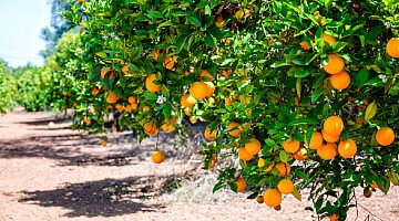 Portugal = orange!