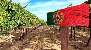 Investire nelle terre agricole in Portogallo: opportunità e sfide 2025