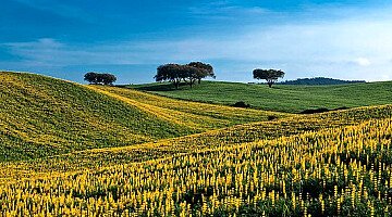 Colt Risorse Colpisce Oro in Alentejo