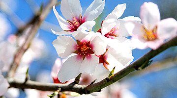 A Look at the Almond Blossom