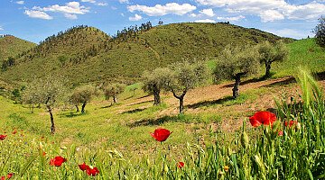 Double in Olive Oil Production in Sunny Portugal