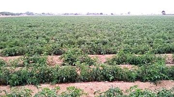 Latest Agricultural News