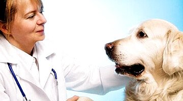 Loulé bekommt ein neues Tierkrankenhaus